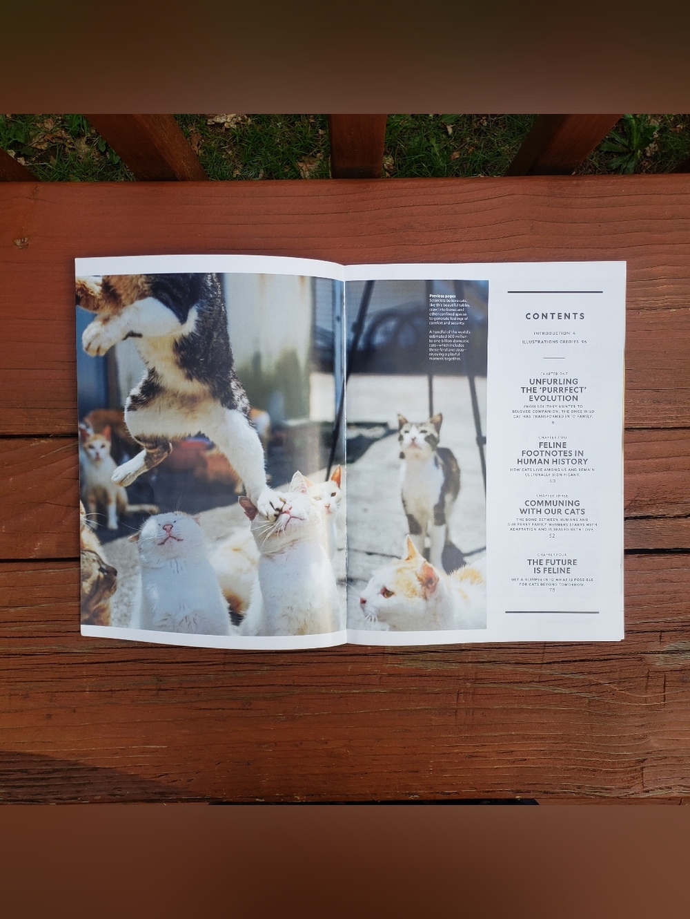 National Geographic The Genius Of Cats Special Publication - 12/2025 - Picture 5 of 10